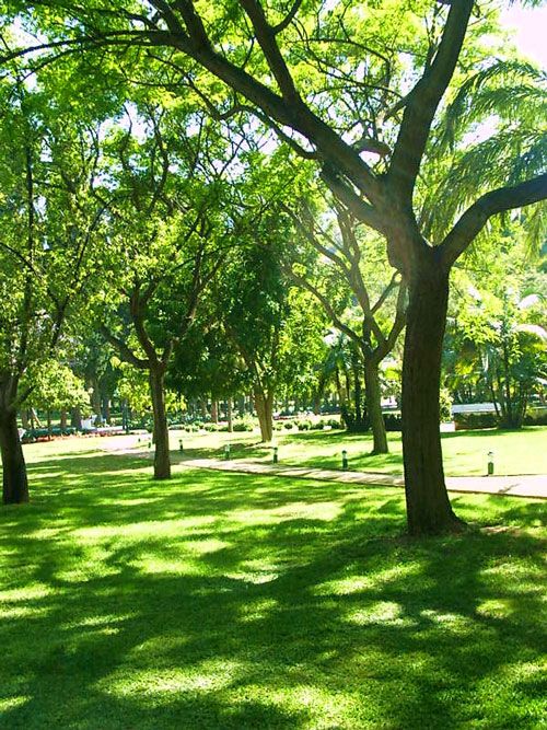 Fruit Tree, Commercial Arbor Care Maintenance, San Jose, CA