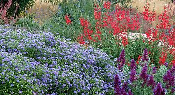 Drought Tolerant Landscape Services, Silicon Valley, Easy Bay Area